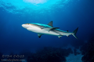Caribbean Reef Shark
Bahamas by Tom Radio 